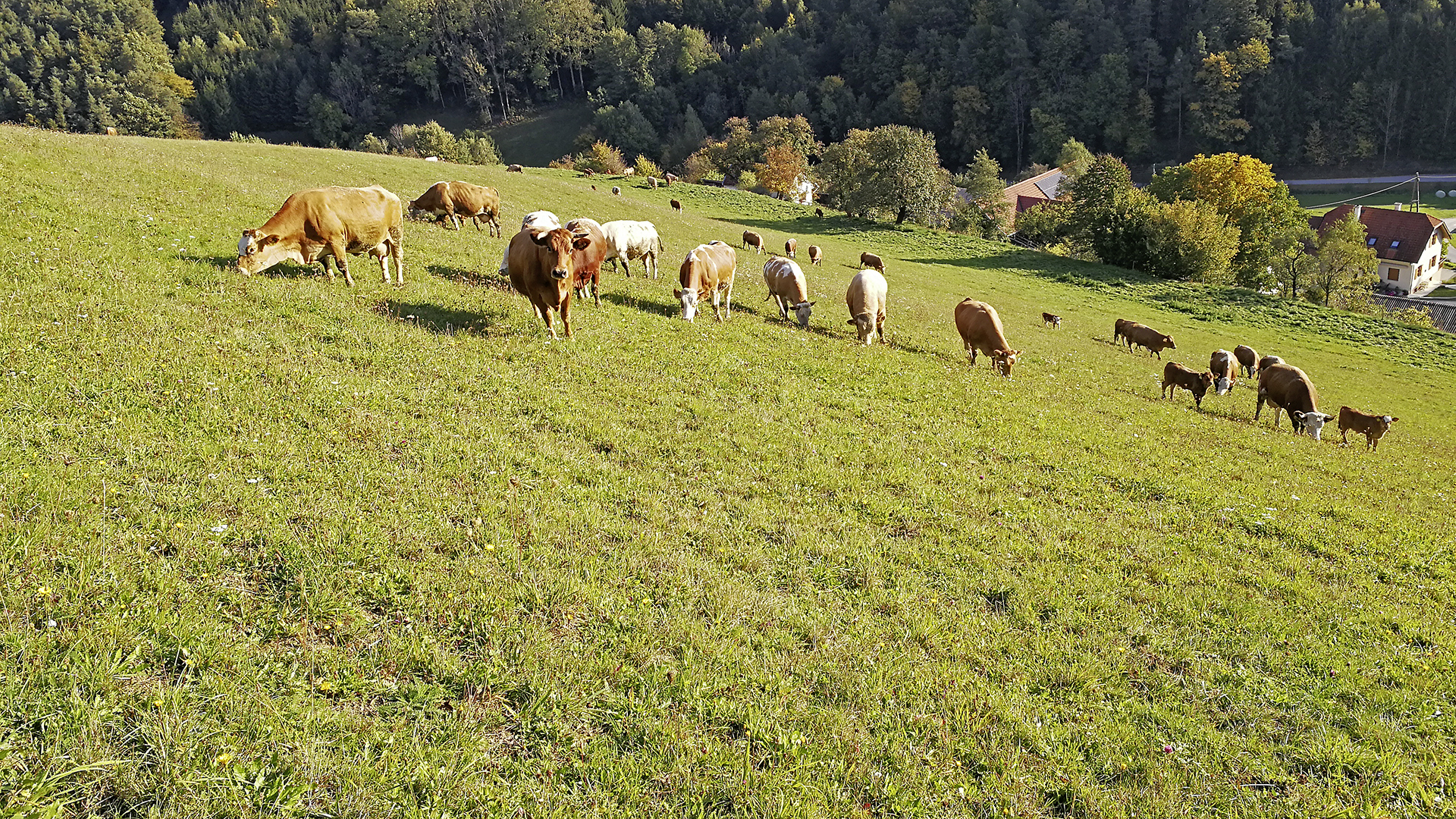 Biohof Kleinrath Rinder auf der Weide